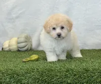 Kira , a female Bichpoo for sale in Dalton, OH – 3 of 10