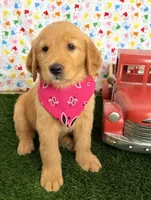 Raven, a female Golden Retriever for sale in Porterville, CA – 2 of 9
