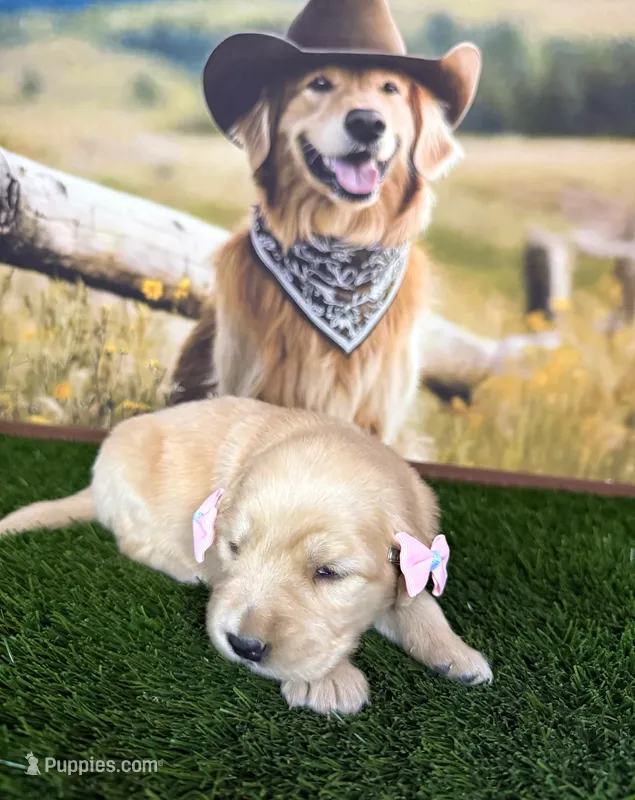 Rose  – Golden Retriever puppy for sale in Porterville, CA
