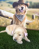 Rose , a female Golden Retriever for sale in Porterville, CA – 1 of 4