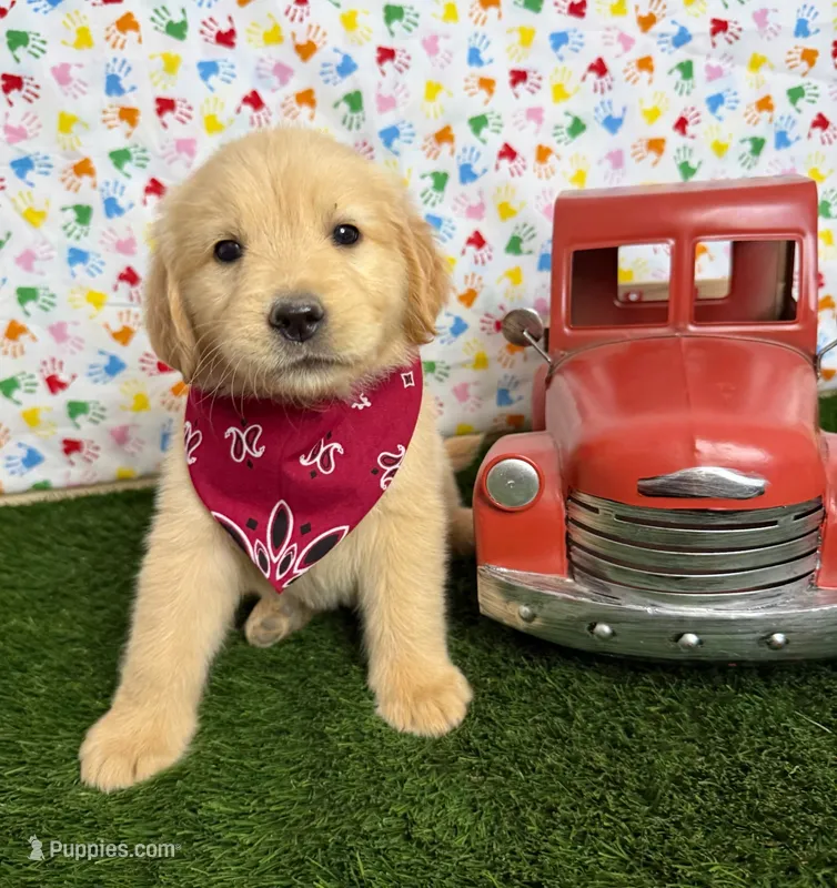 Jenny  – Golden Retriever puppy for sale in Porterville, CA