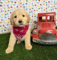 Jenny , a female Golden Retriever for sale in Porterville, CA – 1 of 8
