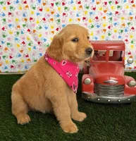 Raven, a female Golden Retriever for sale in Porterville, CA – 5 of 9