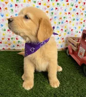 Stella, a female Golden Retriever for sale in Porterville, CA – 4 of 8