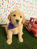 Stella, a female Golden Retriever for sale in Porterville, CA – 5 of 8