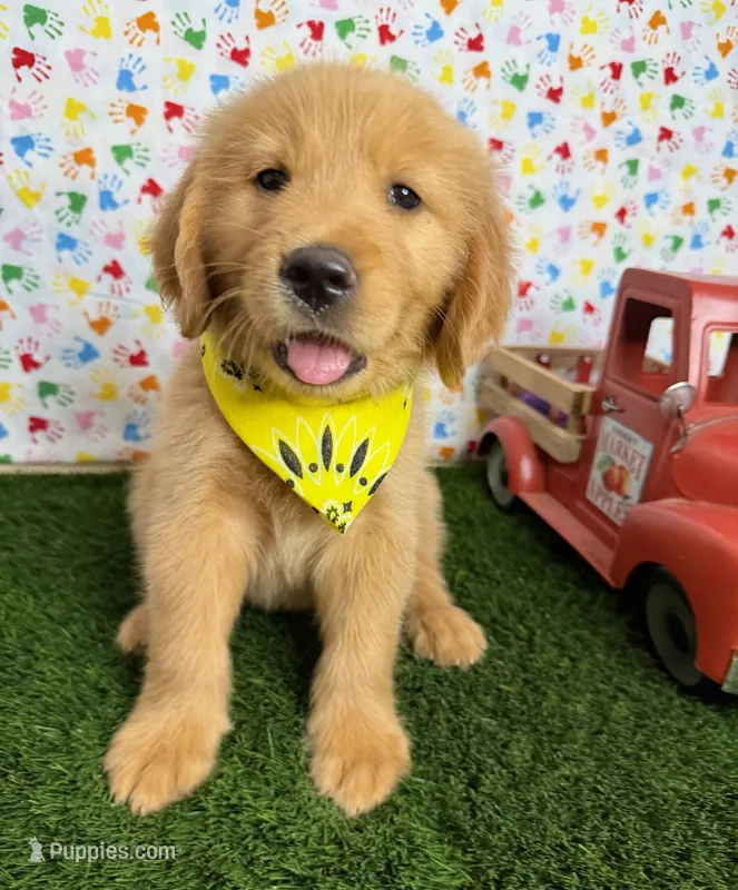Cali – Golden Retriever puppy for sale in Porterville, CA