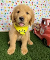 Cali, a female Golden Retriever for sale in Porterville, CA – 1 of 7
