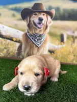 Stella, a female Golden Retriever for sale in Porterville, CA – 3 of 5