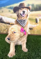 Jenny , a female Golden Retriever for sale in Porterville, CA – 3 of 3