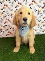 Max , a male Golden Retriever for sale in Porterville, CA – 3 of 5