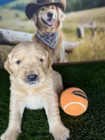Max , a male Golden Retriever for sale in Porterville, CA – 1 of 3