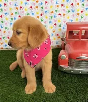 Raven, a female Golden Retriever for sale in Porterville, CA – 7 of 9