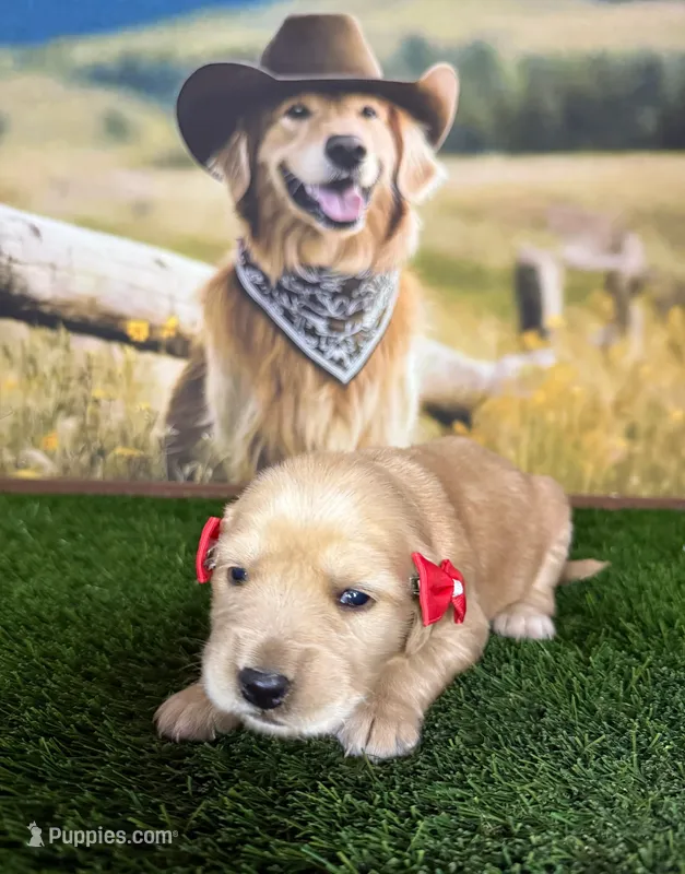 Stella – Golden Retriever puppy for sale in Porterville, CA