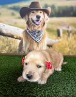 Stella, a female Golden Retriever for sale in Porterville, CA – 1 of 5
