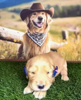 Cali, a female Golden Retriever for sale in Porterville, CA – 3 of 3