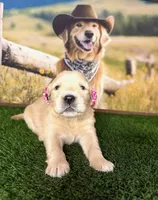 Raven, a female Golden Retriever for sale in Porterville, CA – 3 of 6