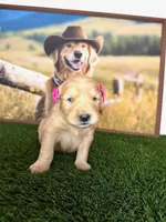 Jenny , a female Golden Retriever for sale in Porterville, CA – 2 of 3