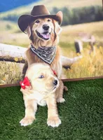 Stella, a female Golden Retriever for sale in Porterville, CA – 5 of 5