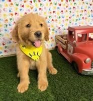 Cali, a female Golden Retriever for sale in Porterville, CA – 4 of 7