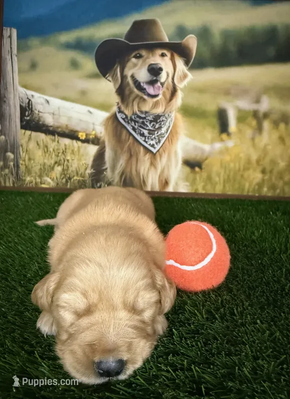 Maverick  – Golden Retriever puppy for sale in Porterville, CA