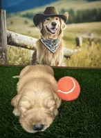 Maverick , a male Golden Retriever for sale in Porterville, CA – 1 of 3