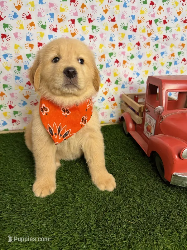 Diva – Golden Retriever puppy for sale in Porterville, CA