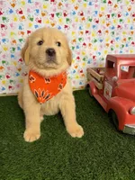 Diva, a female Golden Retriever for sale in Porterville, CA – 1 of 1