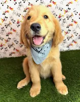 Max , a male Golden Retriever for sale in Porterville, CA – 5 of 5