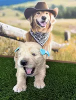 Diva, a female Golden Retriever for sale in Porterville, CA – 3 of 6