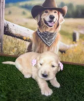Rose , a female Golden Retriever for sale in Porterville, CA – 2 of 4
