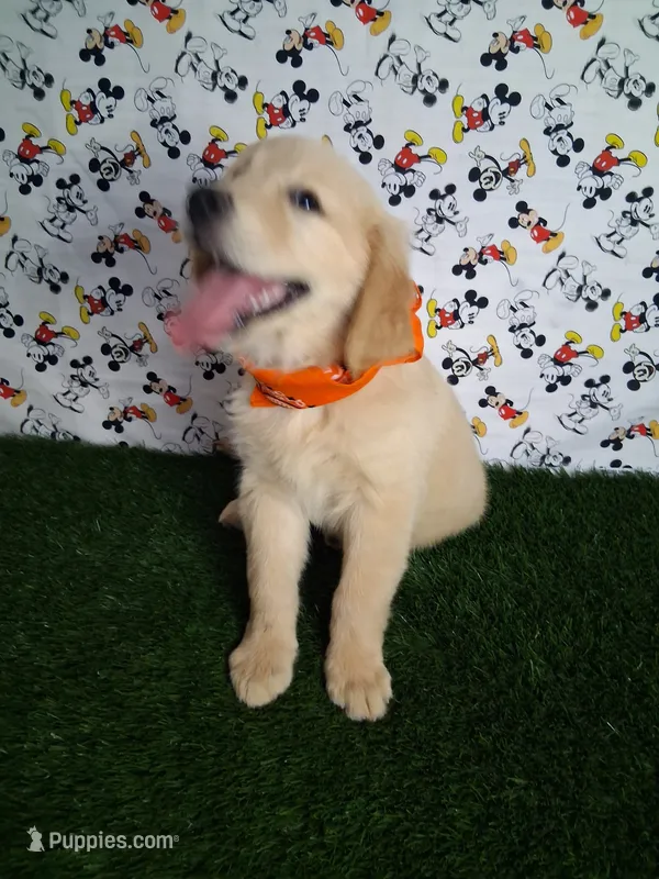 Diva – Golden Retriever puppy on hold in Porterville, CA