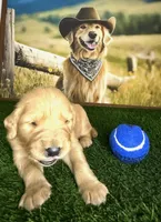 Blue , a male Golden Retriever for sale in Porterville, CA – 3 of 3