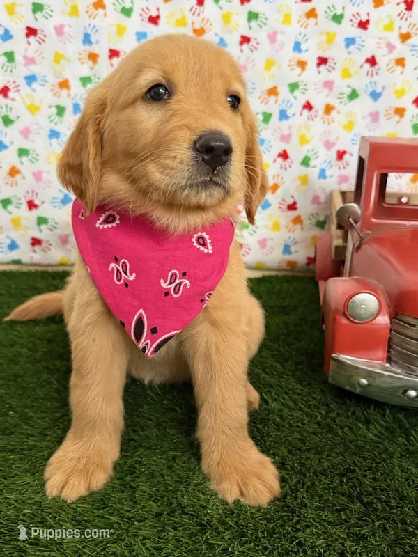 Raven – Golden Retriever puppy for sale in Porterville, CA