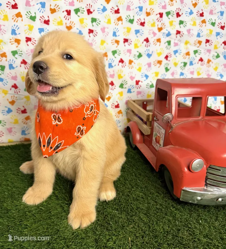 Diva – Golden Retriever puppy for sale in Porterville, CA