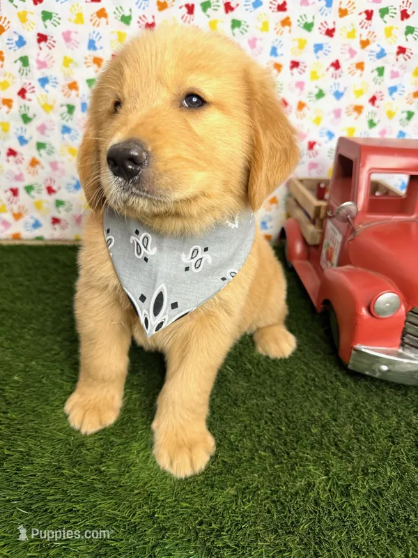 Maverick  – Golden Retriever puppy for sale in Porterville, CA