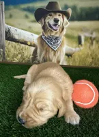 Maverick , a male Golden Retriever for sale in Porterville, CA – 3 of 3