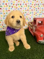 Stella, a female Golden Retriever for sale in Porterville, CA – 3 of 8