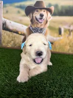 Diva, a female Golden Retriever for sale in Porterville, CA – 1 of 6