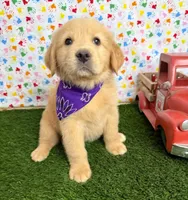 Stella, a female Golden Retriever for sale in Porterville, CA – 6 of 8