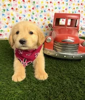 Jenny , a female Golden Retriever for sale in Porterville, CA – 7 of 8
