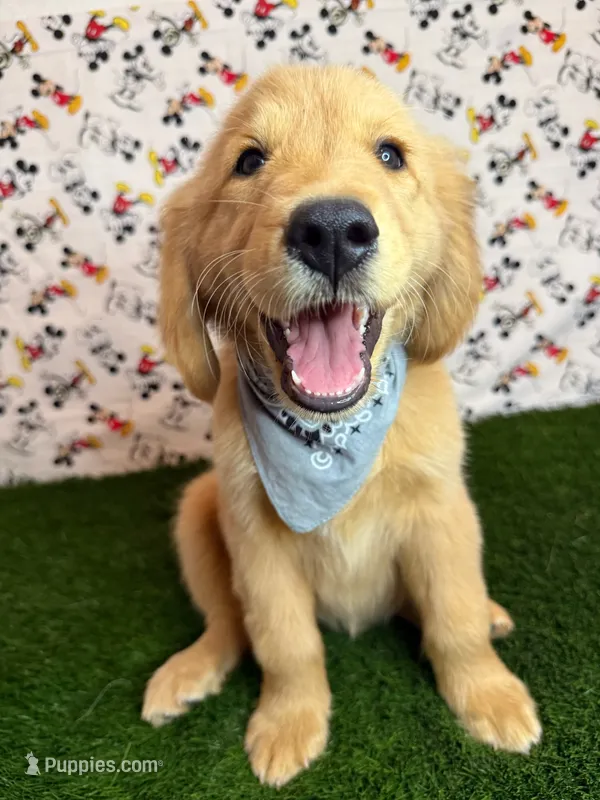 Max  – Golden Retriever puppy for sale in Porterville, CA