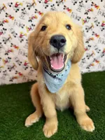 Max , a male Golden Retriever for sale in Porterville, CA – 1 of 5