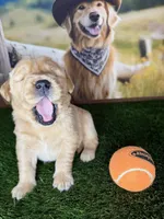 Max , a male Golden Retriever for sale in Porterville, CA – 2 of 3