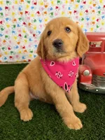Raven, a female Golden Retriever for sale in Porterville, CA – 3 of 9