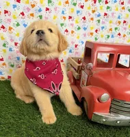 Jenny , a female Golden Retriever for sale in Porterville, CA – 4 of 8