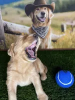 Blue , a male Golden Retriever for sale in Porterville, CA – 2 of 3