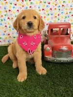 Raven, a female Golden Retriever for sale in Porterville, CA – 9 of 9