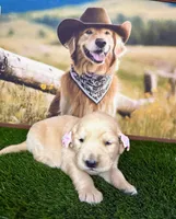 Rose , a female Golden Retriever for sale in Porterville, CA – 3 of 4