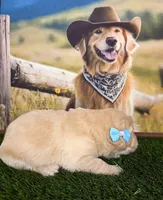 Diva, a female Golden Retriever for sale in Porterville, CA – 6 of 6