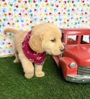 Jenny , a female Golden Retriever for sale in Porterville, CA – 8 of 8